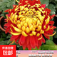 菊花苗盆栽帶花苞九月超大花四季開(kāi)花室內陽(yáng)臺庭院花卉植物好養活 金背大紅 帶土球不帶盆
