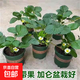 原盆草莓苗盆栽帶土帶果帶花當年結果食用紅顏牛奶草莓秧陽(yáng)臺帶盆 3盆加侖盆栽好【帶花帶果】 15cm(含)-30cm(不含)