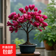 四季綠植濃香型玉蘭花苗矮化植物南北方陽(yáng)臺庭院種植正宗蘭花多色 紅色玉蘭【多季節開(kāi)花】好養活 小苗1棵后年開(kāi)花