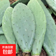 米邦塔仙人掌食用藥用外敷消腫內服美容種植嫁接開(kāi)花結果綠植盆栽 現割仙人掌葉片25cm一片