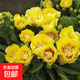新品進(jìn)口仙人掌姬珊瑚千手觀(guān)音懶人花卉濃香型大花耐熱耐旱易成活 富貴黃