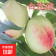 正宗白花桃樹(shù)苗脆甜桃子樹(shù)苗嫁接桃樹(shù)苗南方北方種植當年結果樹(shù)苗 [白花桃][5年苗     結果多多]