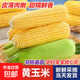 【生吃爆漿】金銀雙色水果玉米甜脆新鮮帶殼代餐孕婦控糖0脂即食 黃金水果玉米 5斤【約6-7根】