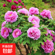 正宗牡丹花苗洛陽(yáng)對版重瓣牡丹花樹(shù)苗盆栽花卉綠植物當年開(kāi)花 粉黛15分支以上【繁花似錦】