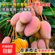 芒果樹(shù)苗正宗嫁接金煌紅貴妃臺農盆栽地栽特大果四季蜜芒陽(yáng)臺庭院 四季芒果樹(shù)（修剪葉片帶土保濕發(fā)貨） 10年芒果樹(shù)（高110-150cm 粗3-5cm）