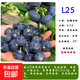 藍莓苗大果藍莓樹(shù)苗盆栽果樹(shù)苗庭院地栽水果藍莓耐寒南北方種植 L25 4年苗（結果苗）