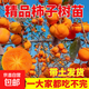 柿子苗樹(shù)苗嫁接果樹(shù)苗南北方種植地栽火晶柿脆甜柿子樹(shù)苗當年結果 特惠5年苗【2棵裝】（備注品種） 50cm(含)-60cm(不含)
