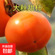 柿子樹(shù)苗嫁接脆甜柿子苗現挖現發(fā)脆甜柿苗即摘即吃庭院地栽果樹(shù)苗 太秋脆柿 10年苗（庭院款）