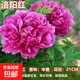 牡丹樹(shù)苗正品大花重瓣洛陽(yáng)牡丹花苗陽(yáng)臺盆栽庭院地栽室內外耐寒 洛陽(yáng)紅 5年苗（5-6分枝）開(kāi)花6-8朵