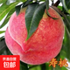 桃樹(shù)樹(shù)苗大果冬桃苗嫁接水蜜桃樹(shù)庭院地栽盆栽果樹(shù)苗南北方種植 中華壽桃 5年苗（結果苗）熱銷(xiāo)款