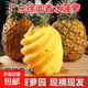 廣東徐聞香水菠蘿生鮮時(shí)令應季熱帶水果孕婦水果源頭產(chǎn)地直發(fā)包郵 凈重4.8-5斤 約3-5個(gè) 單果400g+