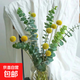 鉆石尤加利果大果尤加利葉鮮花新鮮花材可做干花云南基地直發(fā) 黃金球10支+鮮枝尤加利葉10支