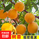 錦繡黃桃樹(shù)苖桃樹(shù)果苗嫁接苗冬桃油桃樹(shù)果苗南方北方種植當年結果 五年苗買(mǎi)一送一【當年結果】 80cm(含)-89cm(含)