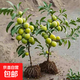 蜂糖李樹(shù)苗當年結果盆栽地栽李子樹(shù)苗嫁接新品種南北方種植果樹(shù)苗 蜂糖李 3年苗
