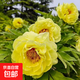 牡丹樹(shù)苗正品大花重瓣洛陽(yáng)牡丹花苗陽(yáng)臺盆栽庭院地栽室內外耐寒 御衣黃 5年苗（5-6分枝）開(kāi)花6-8朵
