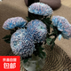 青花瓷牡丹菊鮮花云南基地直發(fā)鮮切花插花藍色菊花鮮花花束花期長(cháng) 青花瓷牡丹菊5支