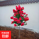 紫薇樹(shù)苗紅花紫薇苗百日紅紫薇花苗紅火箭紫薇庭院綠化苗木耐寒樹(shù) 紅火箭 3公分粗