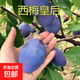 李子樹(shù)苗蜂糖李子苗脫骨脆李西梅庭院地栽盆栽果樹(shù)苗南北方種植 西梅皇后 5年苗（結果苗）熱銷(xiāo)款
