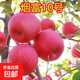 蘋(píng)果樹(shù)苗紅富士蘋(píng)果苗糖心蘋(píng)果樹(shù)庭院地栽盆栽果樹(shù)苗南北方種植 煙富10號 5年苗（結果苗）熱銷(xiāo)款