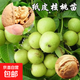核桃樹(shù)苗薄皮核桃苗庭院地栽盆栽果樹(shù)苗南北方種植 紙皮核桃 5年苗（結果苗）熱銷(xiāo)款