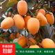 柿子苗樹(shù)苗嫁接果樹(shù)苗南北方種植地栽火晶柿脆甜柿子樹(shù)苗當年結果 牛心柿5年苗 當年結果 50cm(含)-60cm(不含)