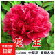 牡丹樹(shù)苗正品大花重瓣洛陽(yáng)牡丹花苗陽(yáng)臺盆栽庭院地栽室內外耐寒 花王 8年苗（8-10分枝）開(kāi)花10-12朵