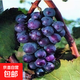 巨峰葡萄苗大藍寶石葡萄樹(shù)苖果樹(shù)果苗南北方種植爬藤盆栽當年結果 巨玫瑰3年苗+肥料 30-35mm 80cm(含)-89cm(含)