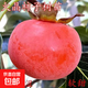柿子樹(shù)苗嫁接脆甜柿子苗現挖現發(fā)脆甜柿苗即摘即吃庭院地栽果樹(shù)苗 火晶柿 8年苗（結果多）