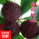 嫁接東魁楊梅樹(shù)苗南方北方種植果樹(shù)苗特大黑炭楊梅樹(shù)苗水晶楊梅苗 東魁楊梅 10年苗（結果苗）