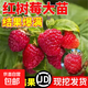 樹(shù)莓樹(shù)苗苗紅黃黑樹(shù)莓苗覆盆子果樹(shù)苗盆栽地栽南北方種植當年結果 2年苗品種備注 80cm(含)-89cm(含)