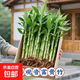 開(kāi)運竹帶根水養培富貴竹植物客廳直竹子盆栽招財四季竹綠植 【試種裝】水培帶根富貴竹5枝15-20cm不含瓶