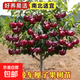 車(chē)厘子樹(shù)苗櫻桃樹(shù)苖南方北方四季種植盆栽庭院果樹(shù)櫻桃樹(shù)大櫻桃苗 特惠6年大苗【2棵裝】強烈推薦  可備注品種 81cm(含)-110cm(含)
