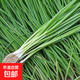 蔬菜種子套裝大全山東壽光菜籽大全各種菜種籽 【輝】農家小香蔥種子約1050粒