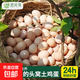 正宗農家蟲(chóng)草鮮雞蛋鮮雞蛋40g/枚溏心蛋早餐生鮮南陽(yáng)湖畔 30枚裝