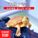 純種小青龜皖南北石發(fā)色幼龜苗觀(guān)賞寵物烏龜活物北石龜安徽小青 小青龜5-6厘米 1只單身