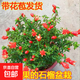 石榴花盆栽觀(guān)賞果樹(shù)苗帶果可食用綠植物室內陽(yáng)臺花卉四季好養盆景 石榴花大苗帶花（原盆） 含盆