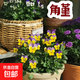三色堇花苗角堇皺邊角堇耐寒庭院園地栽植物陽(yáng)臺盆栽耐寒帶花發(fā)貨 角堇紅色1盆