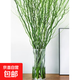 室內水培綠植龍柳鮮枝觀(guān)葉凈化空氣好養活客廳四季可養一盆可養 精選龍柳60厘米高20支【遇水發(fā)芽】+生根營(yíng)養液 不含盆