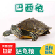 巴西龜幼苗寵物小烏龜活體幼龜冷水養殖外塘巴西龜好養綠殼 巴西龜3-4厘米 1只單身