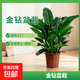 大盆金鉆盆栽?xún)艋諝饩G公主辦公室內綠植物大葉綠蘿柱 特大金鉆/70-90cm（原盆栽好）