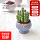 精品多肉植物組合盆栽辦公室內桌面綠植花卉盆栽大顆好養種好 錢(qián)串+寶蓮燈瓷盆栽好