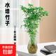 觀(guān)音竹米竹水培苔蘚球玻璃瓶懶人室內外桌面四季常青綠植盆栽好養 整體高度30-40CM米竹（20棵+藍鉆石玻璃瓶）