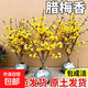 【帶花苞】嫁接臘梅花老樁濃香型耐寒植物庭院陽(yáng)臺盆栽花卉冬天花 嫁接臘梅【8年壯苗】大量花苞