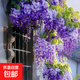 紫藤樹(shù)苗爬藤植物攀援花卉紫藤花苗庭院陽(yáng)臺盆地栽綠植物樹(shù)苗木 豐花紫藤2cm粗【當年開(kāi)花】掌柜推薦