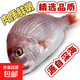 新鮮深海紅鯛/紅立魚(yú)/紅蠟魚(yú)海鮮水產(chǎn)生鮮魚(yú)類(lèi)京東快遞 5斤裝【1斤/盒】