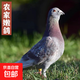 鴿子雜糧喂養土鴿子農家散養正宗新鮮現殺乳鴿正宗土鴿冷鏈發(fā)貨2 鴿子2只1斤（250g/只）
