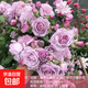 1米6特大薔薇花苗藤本月季爬藤綠植物陽(yáng)臺花卉盆栽月季花月季花苗 薰衣草花環(huán)_多頭中花_爆滿(mǎn) 1.4-1.6米高左右(當年可攀爬成型)花期帶花發(fā)