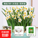 漳州水仙花種球水培耐寒冬季四季花卉年宵花庭院內外陽(yáng)臺室內植物 精選3球+營(yíng)養液+水培盆 周長(cháng)16-19cm
