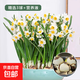 漳州水仙花種球水培耐寒冬季四季花卉年宵花庭院內外陽(yáng)臺室內植物 精選3球+營(yíng)養液 周長(cháng)16-19cm