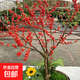 北美冬青老樁耐寒年宵紅果綠植盆栽室內盆景庭院招財帶果發(fā)貨 精品8年大苗【果子多多】40-70厘米高左右 原生土球發(fā)貨【不含盆】